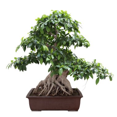 Yeşil bonsai banyan ağacı
