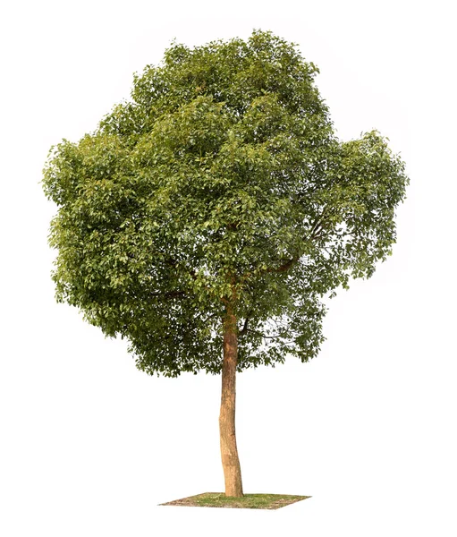 Small camphor tree — Stock Photo, Image