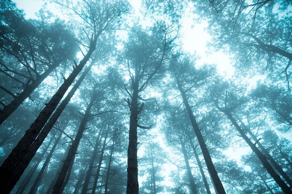 Borový les v mlze — Stock fotografie