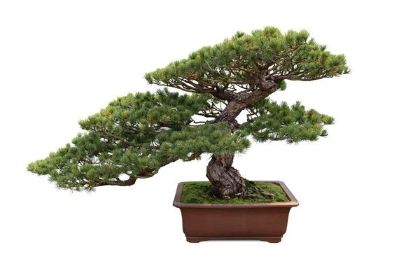 Bonsai pijnboom — Stockfoto