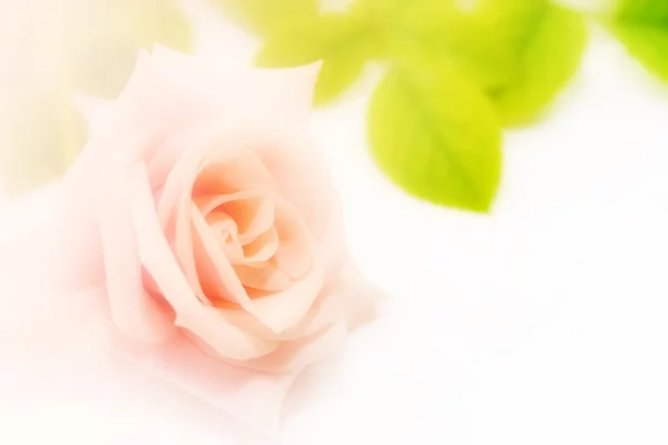 Róża streszczenie — Zdjęcie stockowe