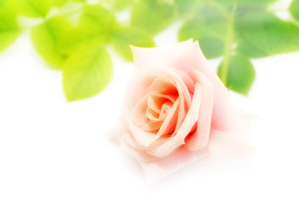 Abstract scene with flower rose as floral background