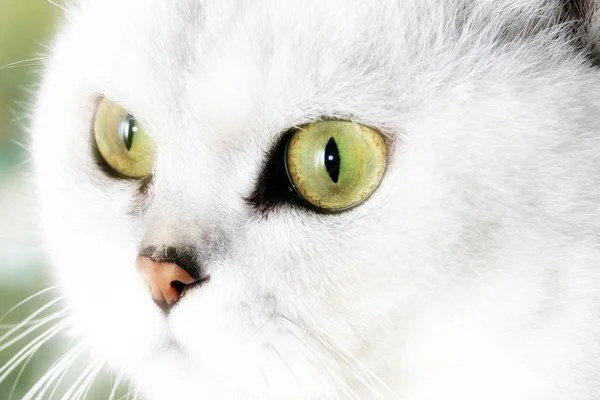 かわいい猫 — ストック写真