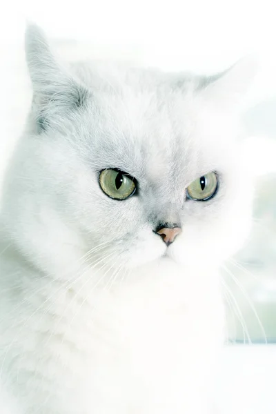 Gato bonito —  Fotos de Stock