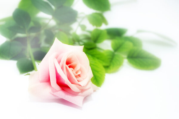 Abstract scene with flower rose as floral background