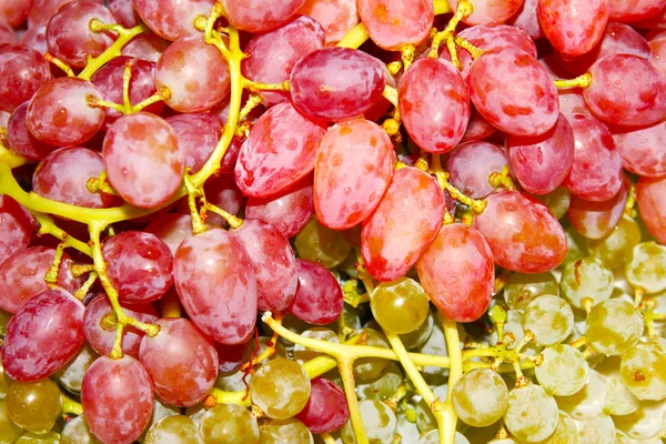 成熟的葡萄 — 图库照片