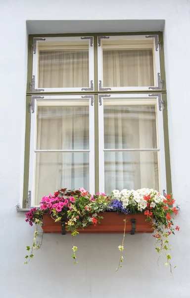 Windows s květinami — Stock fotografie