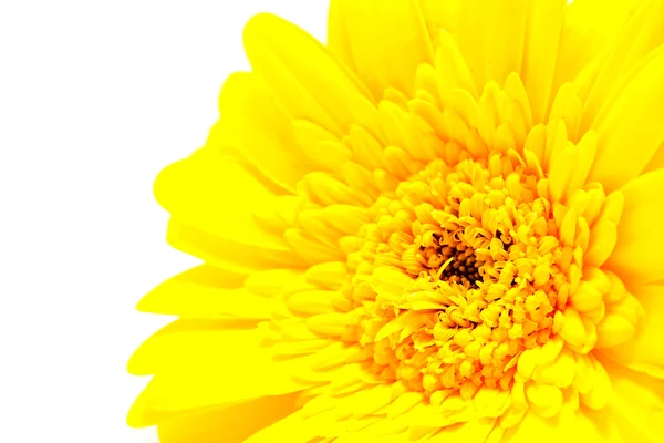 En gul gerber blomma i närbild — Stockfoto
