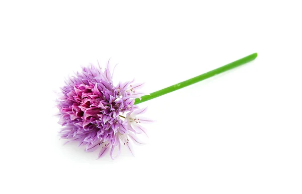 Gräslök i blom — Stockfoto