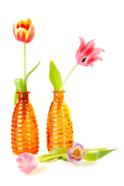 Dutch tulips in orange vases — Stock Photo, Image