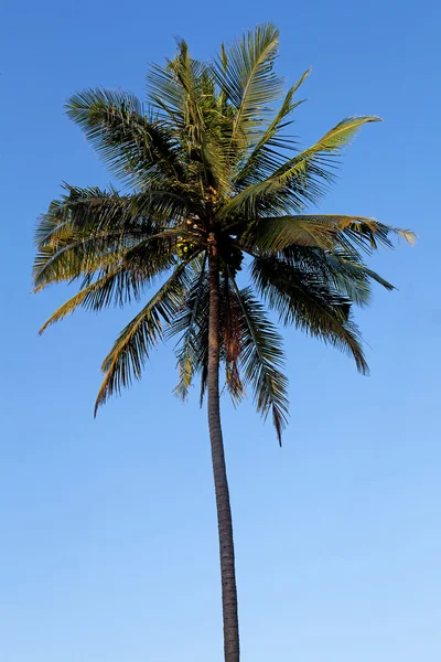 Stock image Palmtree against blue sky