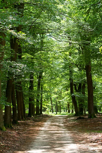Lane in forest — Stock Photo, Image
