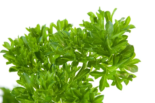 Plant of parsley in closeup — Stock Photo, Image