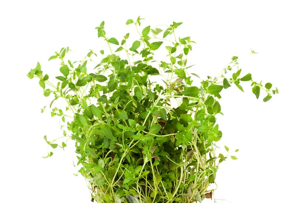 Plant of fresh thyme in closeup — Stock Photo, Image