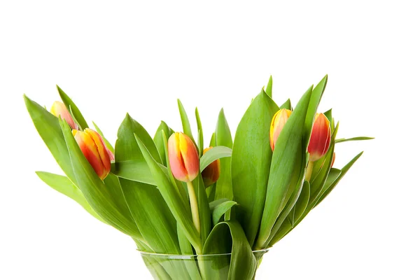Bukiet tulipanów w Holandii — Zdjęcie stockowe