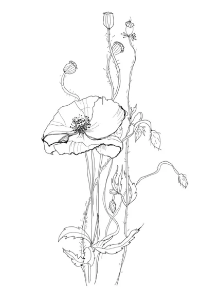 Kwiat maku — Wektor stockowy