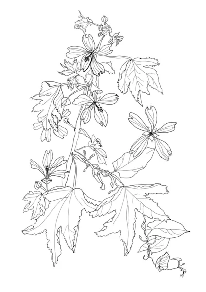 花のある植物 — ストックベクタ