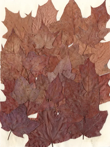 Leaf fall background — Stock Photo, Image