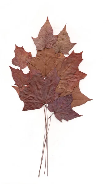 Leaf fall tree — Stock Photo, Image