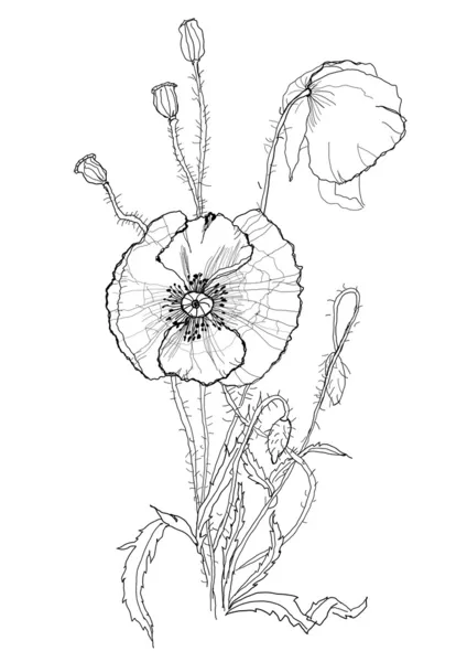 Dibujo pluma amapolas — Archivo Imágenes Vectoriales