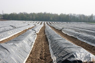 Asparagus field clipart