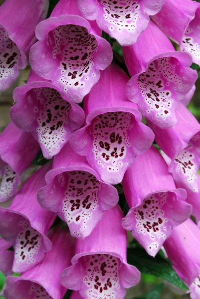 Detail of foxgloves flower in bloom — Stock Photo, Image
