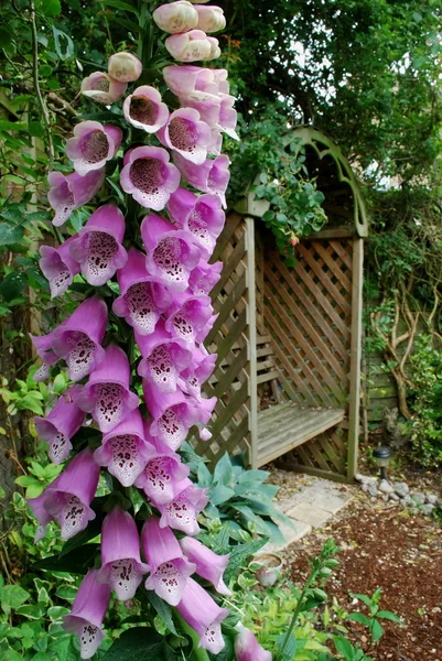 Garden view with foxgloves and bench — Stock Photo, Image