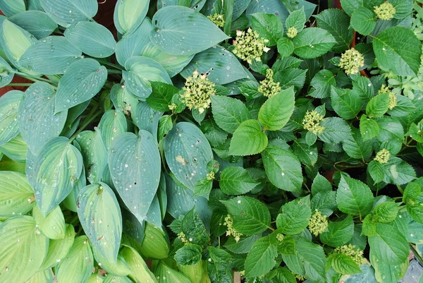 Leaves of hosta and hydrangea — Stock Photo, Image