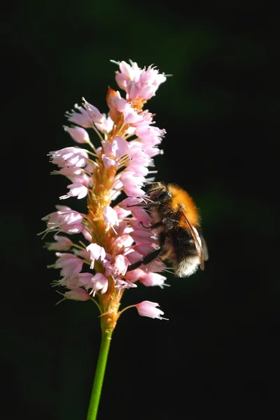 벌과 꽃 블랙에 격리 — 스톡 사진
