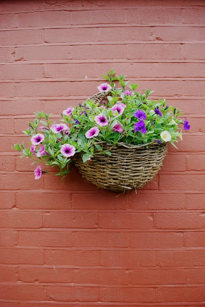 Hanging basket — Stock Photo, Image