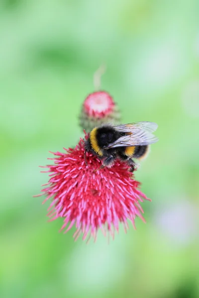 Biene und Blume — Stockfoto