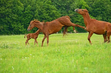 Horse protects a kid clipart