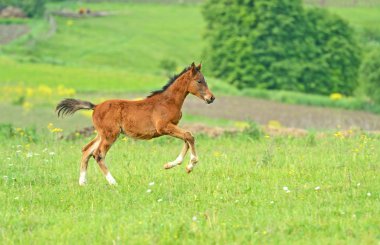 Hurrying Horse clipart