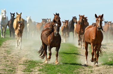 Herd of Horse hurrying on a road clipart