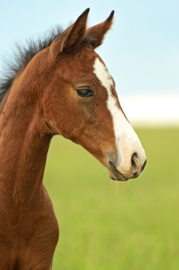 Portrait of Horse clipart