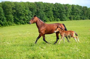 Horse on a green grass clipart