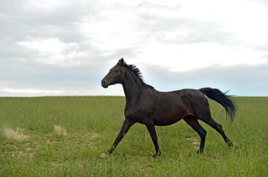 at sürüsü