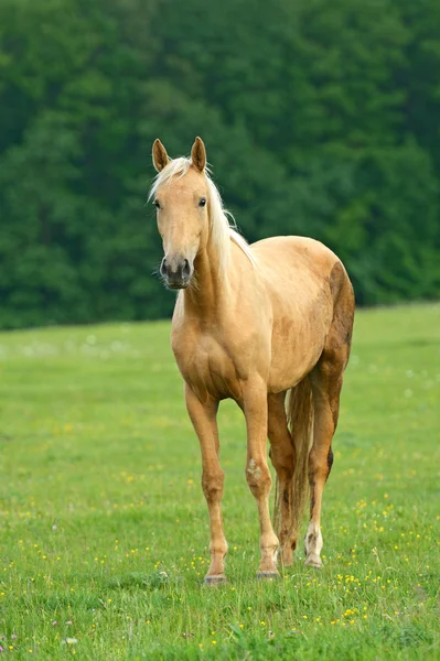 Horse on a green grass — Stock Photo, Image