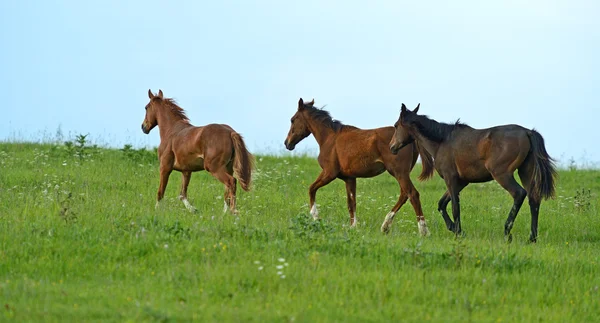 Cavallo su un'erba verde — Foto Stock