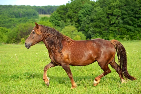 Kůň na zelené trávě — Stock fotografie