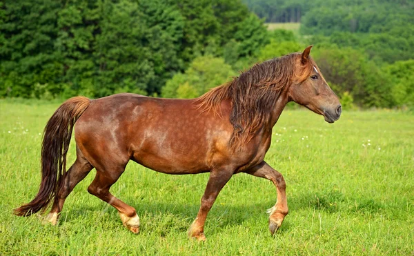 Horse hurrying at a gallop — Stock Photo, Image