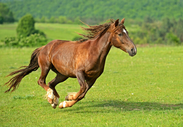 Horse hurrying at a gallop
