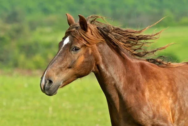 Häst skynda sig i galopp — Stockfoto