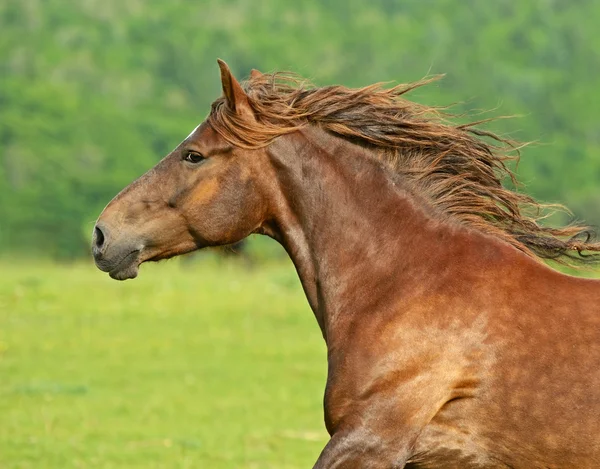 Paard haast op een galop — Stockfoto