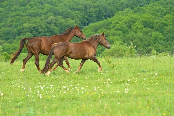 Skynda sig häst — Stockfoto