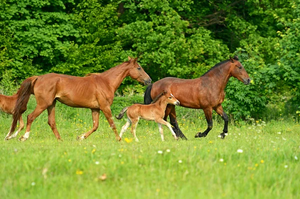 Cavallo su un'erba verde — Foto Stock
