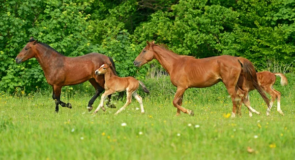 Hurrying Horse — Stock Photo, Image