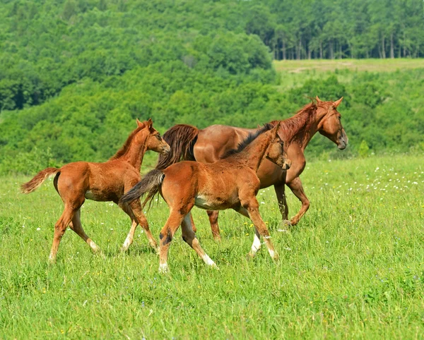 Hest skynder sig ved en galop - Stock-foto