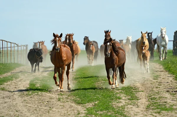 Manada de Cavalo apressando-se em uma estrada — Fotografia de Stock