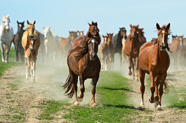 Herd of Horse hurrying on a road